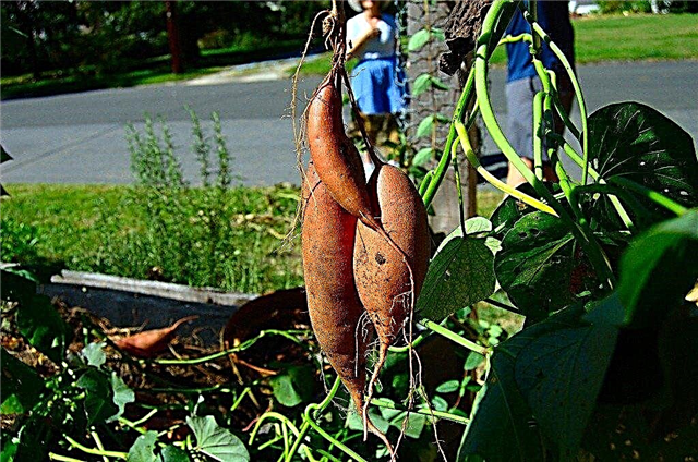 Información sobre cómo cosechar batatas