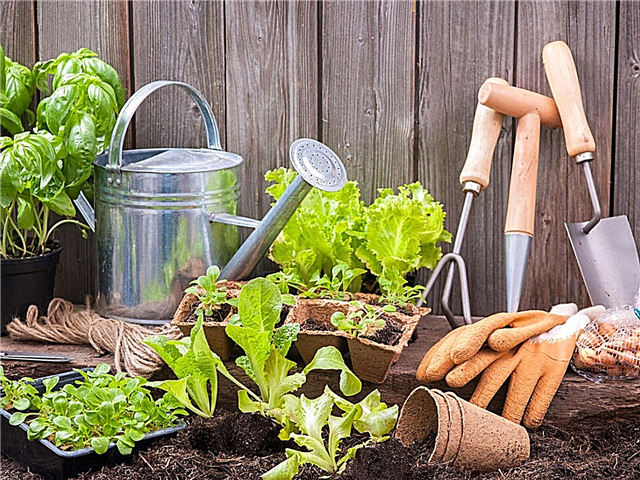 Vodič za vrtlarstvo za početnike: kako započeti s vrtlarstvom