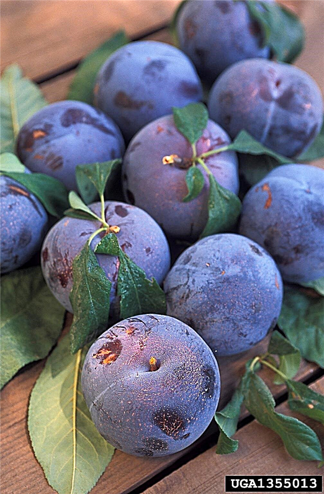 Boli de prune: identificarea bolilor comune de prune