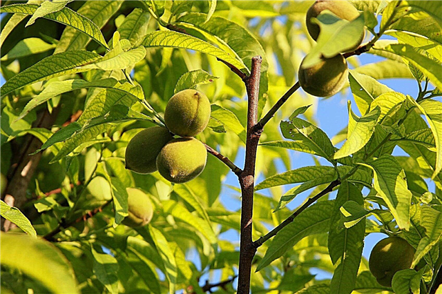 Pfirsichbaum-Ausdünnung - Wie und wann man einen Pfirsichbaum verdünnt