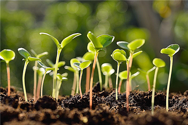 Redčenje sadik: nasveti za tanjšanje rastlin