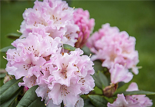 Rododendro en crecimiento: cuidado de los rododendros en el jardín