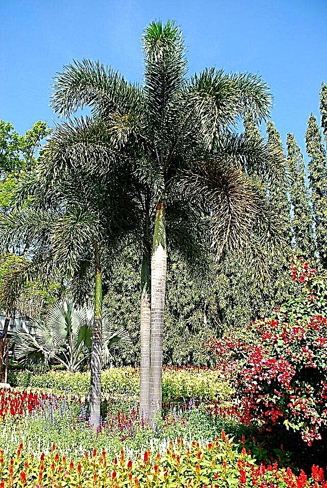 Omsorg for Foxtail Palms: Hvordan vokse Foxtail Palms
