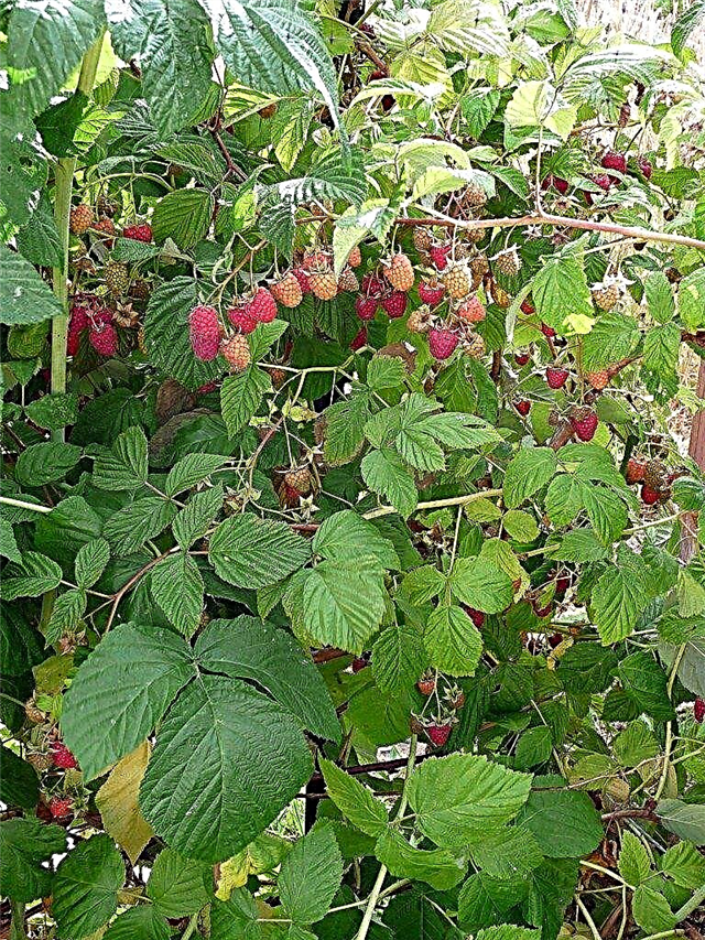 Pemangkasan Raspberry: Maklumat Cara Memangkas Tumbuhan Raspberry