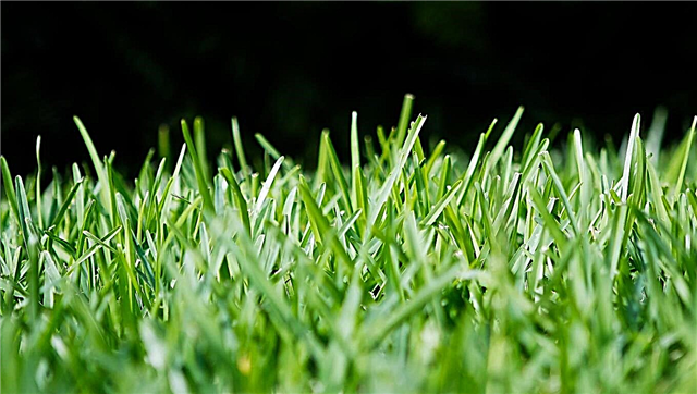 Узнайте больше об использовании травы Святого Августина для вашего газона