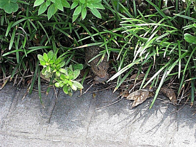 الفئران في الحديقة: نصائح للتخلص من الفئران