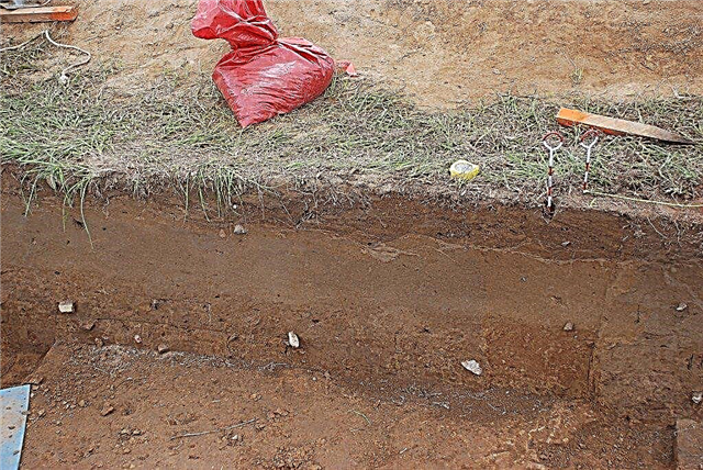 Tiivistetyn maaperän parantaminen - mitä tehdä, kun maaperä on liian kompakti