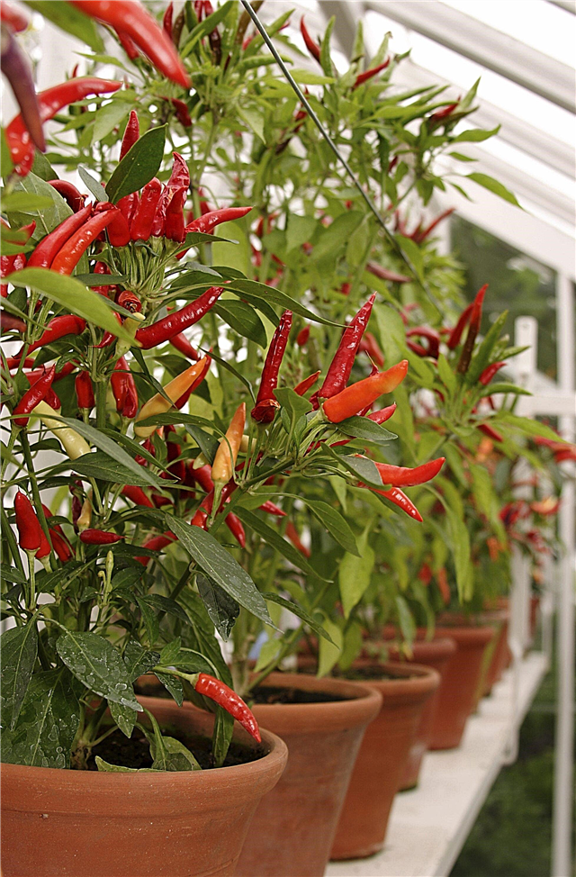 Groeiende paprika's in plantenbakken: peperplanten kweken in een container