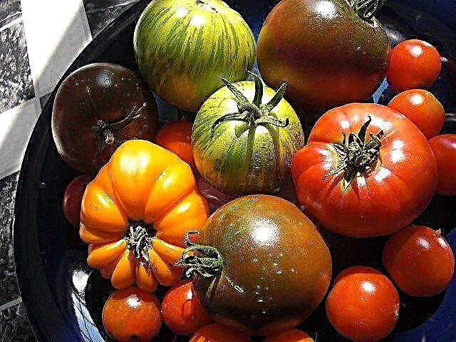 نباتات الطماطم الإرث: ما هو الطماطم الإرث
