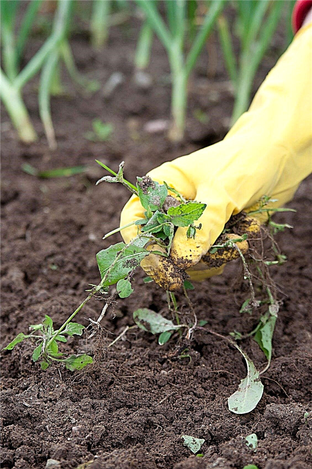 Suzbijanje korova povrća u vrtu: Vodič za korenje korak po korak