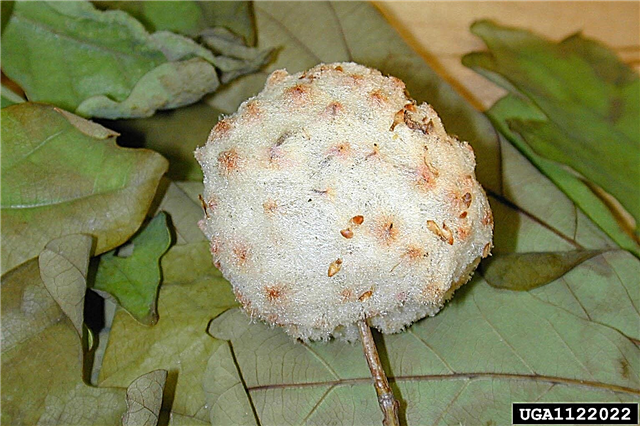 What are Wool Sower Galls - ทำอะไรเกี่ยวกับ Wool Sower Wasp Galls