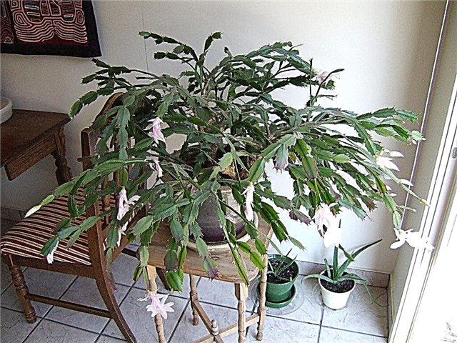 Memangkas Tumbuhan Kaktus Krismas: Langkah-langkah Cara Memangkas Kaktus Krismas