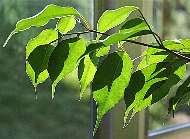 Pagalba „Ficus“ medžiui, kuris numeta lapus
