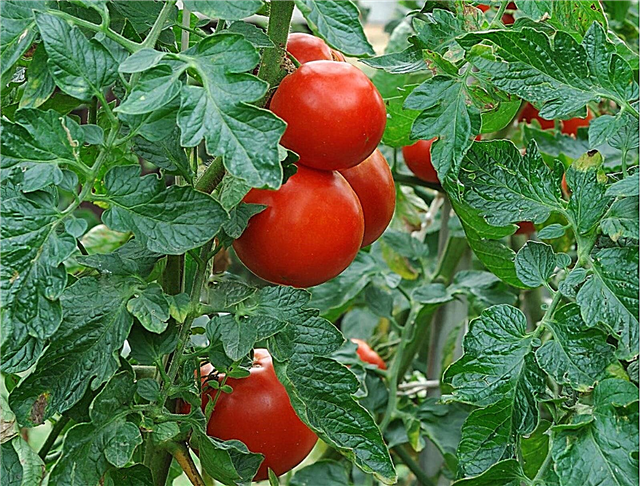 Ghidul final pentru tomate în creștere: o listă de sfaturi pentru creșterea tomatelor