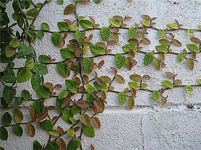 Kruipende vijgenplant - tips voor kruipende vijgenverzorging
