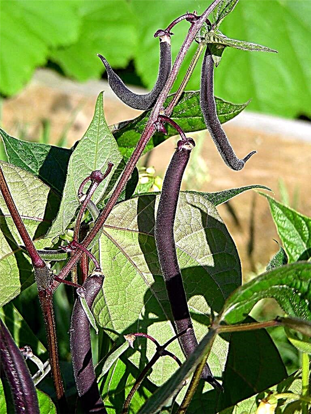 Bush Beans pflanzen - Wie man Bush Beans anbaut