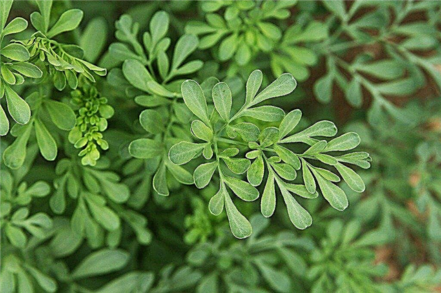 Cultivar Rue Herb - Consejos para el cuidado de las plantas de Rue