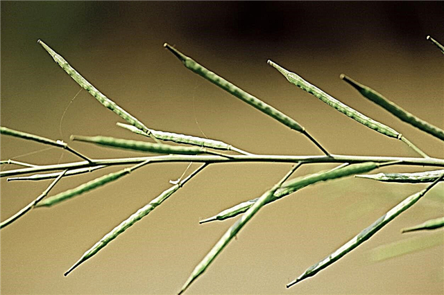 Trồng hạt mù tạt: Cách trồng cây mù tạt