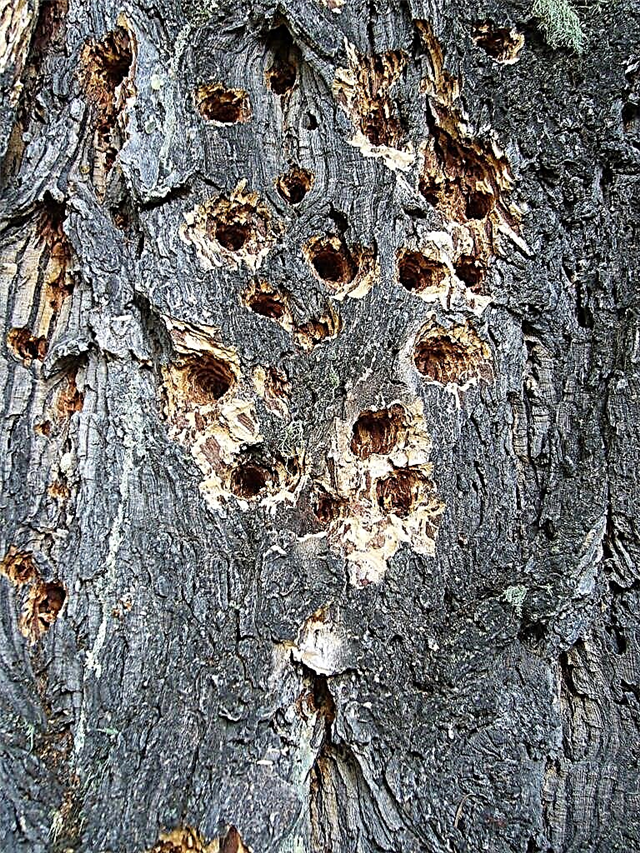Woodpecker Tree Damage: Forebyggelse og reparation af Woodpecker Damage