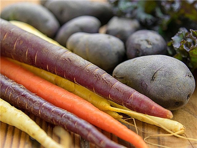 Irish Vegetables - Cultiver des légumes trouvés dans les jardins d'Irlande