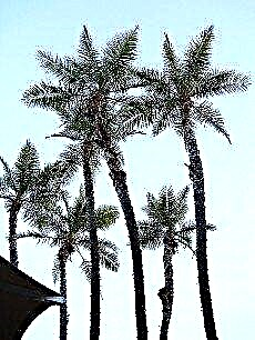 Transplantar filhotes de palmeira - propagar palmeiras com filhotes