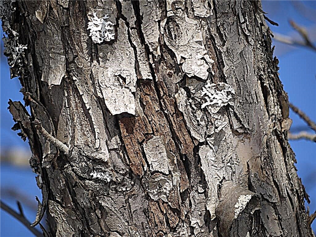 مرض لحاء شجرة القيقب - الأمراض على جذع القيقب واللحاء