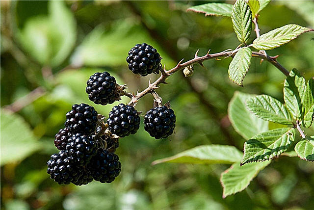 Propagating Blackberries - Wortelen van bramen uit stekken