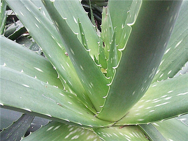 Aloe Vera Pflanzenpflege - Wie man eine Aloe Pflanze züchtet