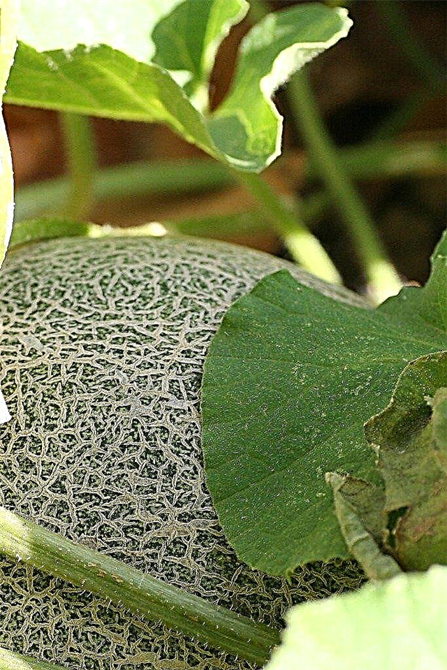 Cantaloupe pflanzen - Wie man Cantaloupe Melonen züchtet