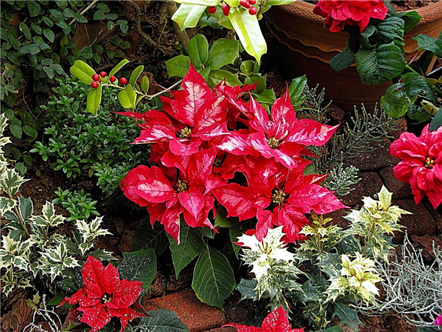 Augalų ir gėlių sąrašas Kalėdoms