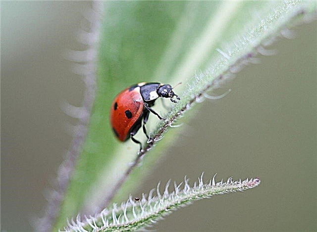 Petua Menarik Kumbang Kecil ke Taman Anda