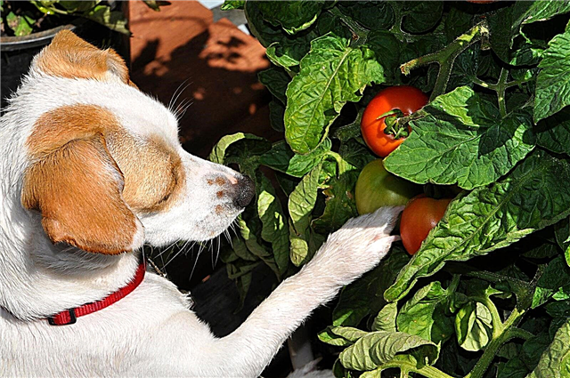 कुत्तों को विषाक्त पौधे - पौधे जो कुत्तों के लिए जहरीले हैं