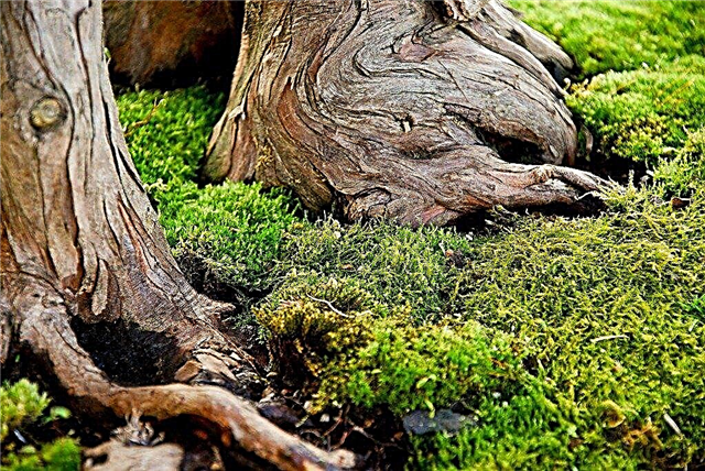 Moss Gardens - Tips Untuk Menanam Lumut Di Kebun Anda