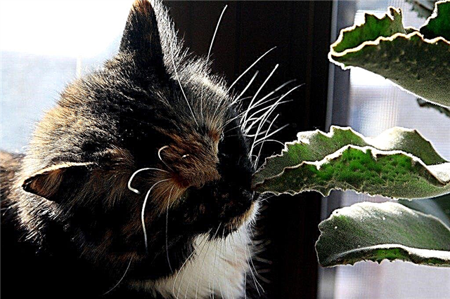Информация о растениях, отравляющих кошек