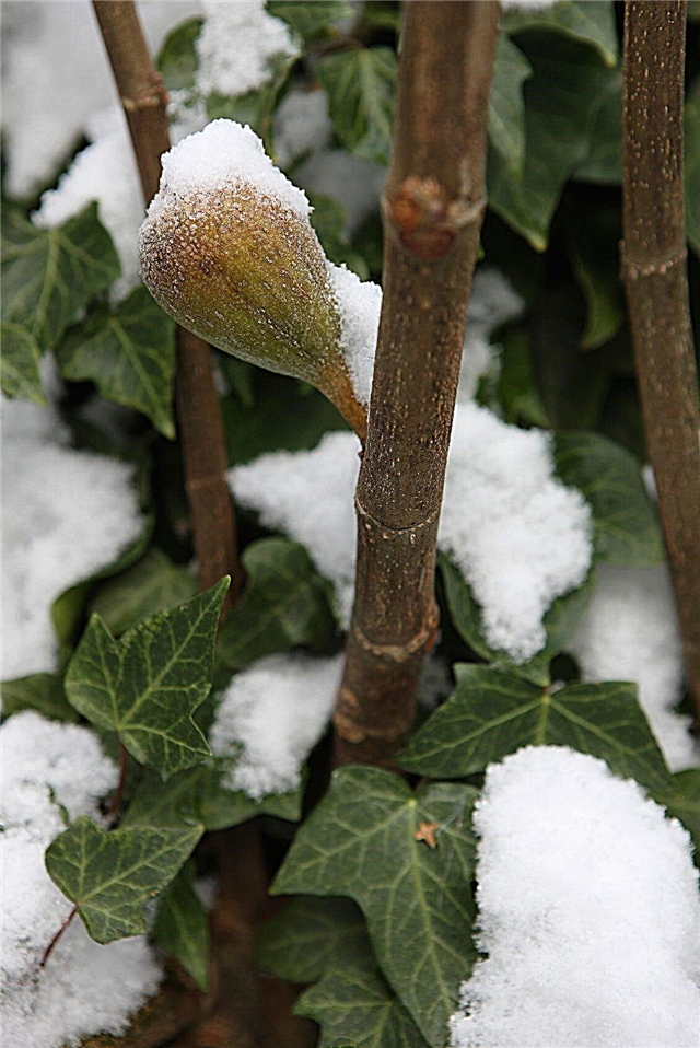رعاية شجرة التين في فصل الشتاء - حماية شجرة التين الشتوية والتخزين