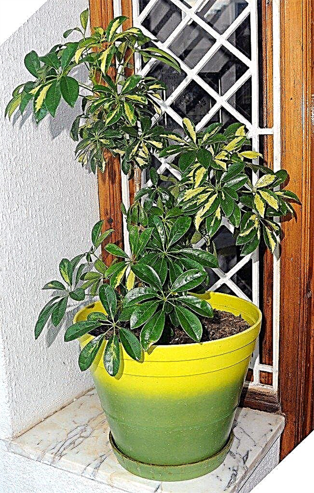 Schefflera Care - informácie o izbovej rastliny Schefflera