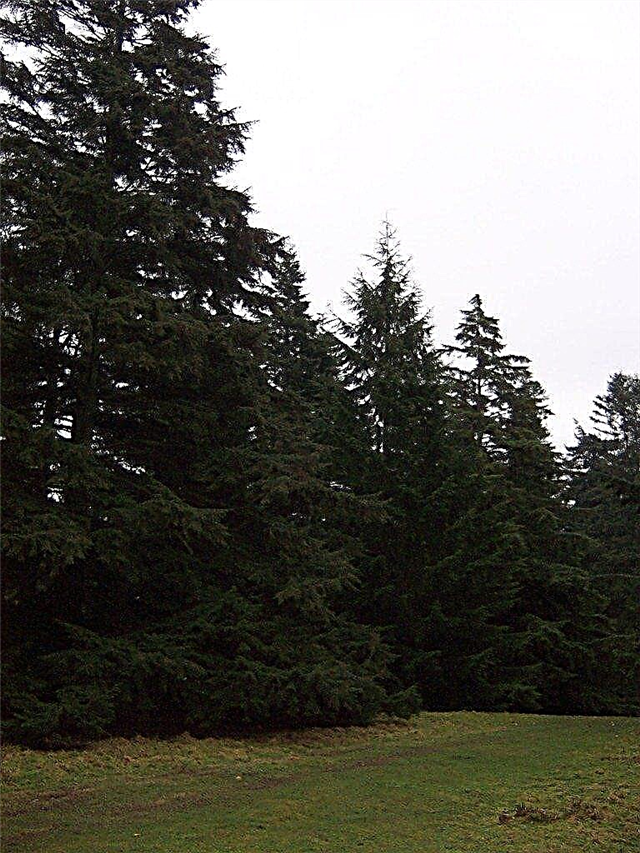 Pruning Arborele Hemlock - Cum și Când să prune copacii