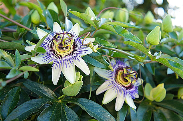 Passion Flower Propagation - How Root Passion Vine Cutts and Grow Grow Seed Flower Seed