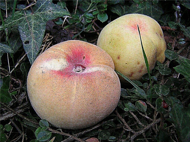 Персикове дерево, скидаючи фрукти - чому плід персика падає з дерева