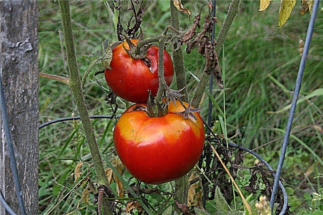 Tomate Pinworm Control - Deshacerse de los gusanos en los tomates