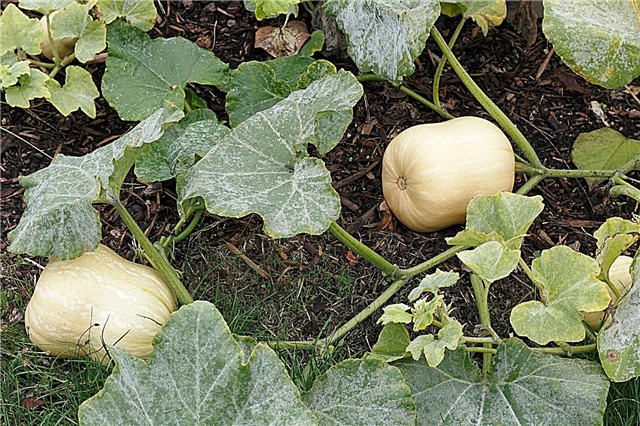Dyrking av Butternut-squashplanter - Butternut Squash-dyrking i hagen