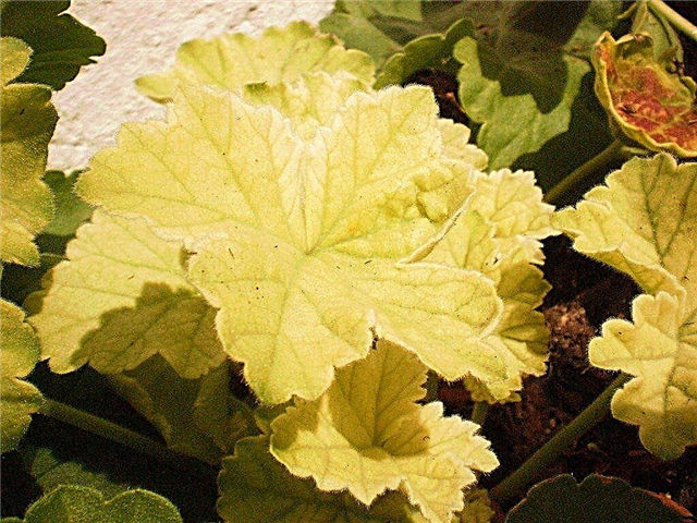 Pourquoi un géranium obtient des feuilles jaunes