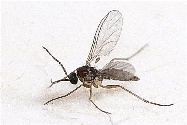 Control de mosquito de hongo - mosquitos de hongo en el suelo de la planta de interior