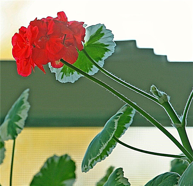 Overvoksne geraniums: Forebyggelse og korrigering af leggede geraniumplanter