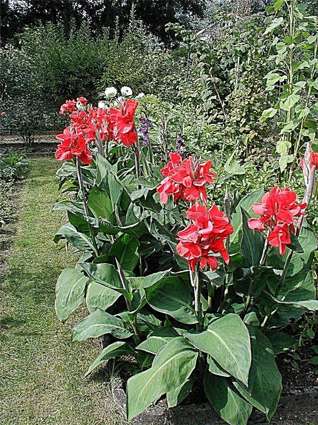 Canna Lily Care: Wie man Canna Lilies züchtet