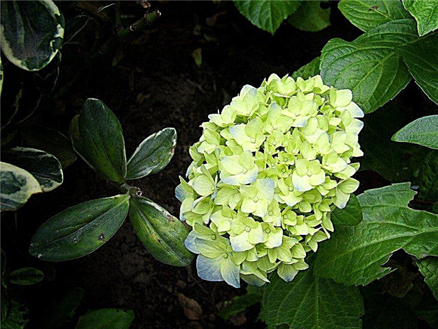 Hortênsia com flores verdes - causa de flores de hortênsia verde