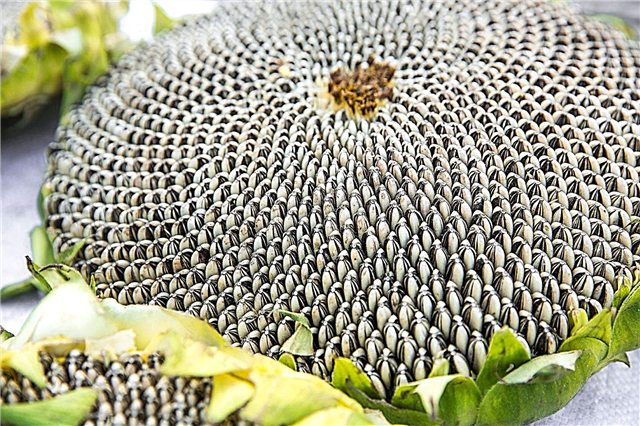 Auringonkukansiementen sadonkorjuu - vinkkejä auringonkukkien korjaamiseen