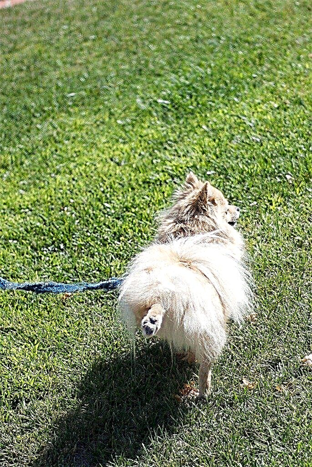 Urine de chien sur l'herbe: arrêter les dommages causés à la pelouse par l'urine de chien