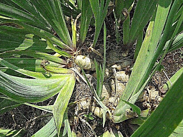 Shranjevanje korenovk Iris - Kako obdržati iris čez zimo
