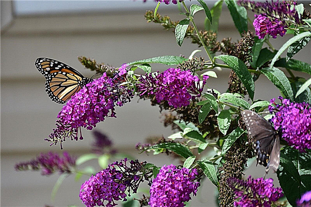 Comment multiplier les buissons de papillons à partir de boutures, de graines et de division des racines